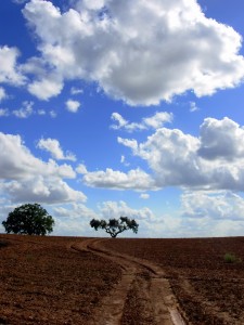 pathcloud